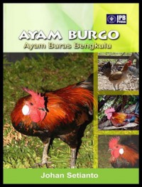 Ayam Burgo: Ayam Buras Bengkulu